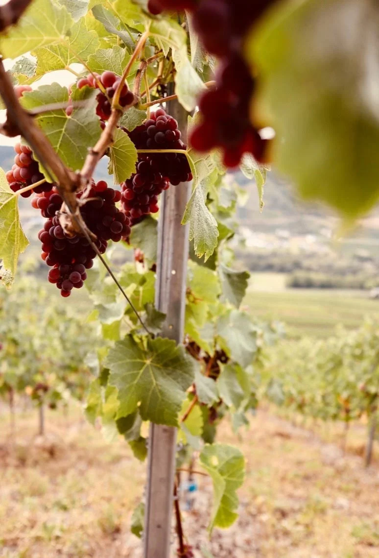 Weingut Alten