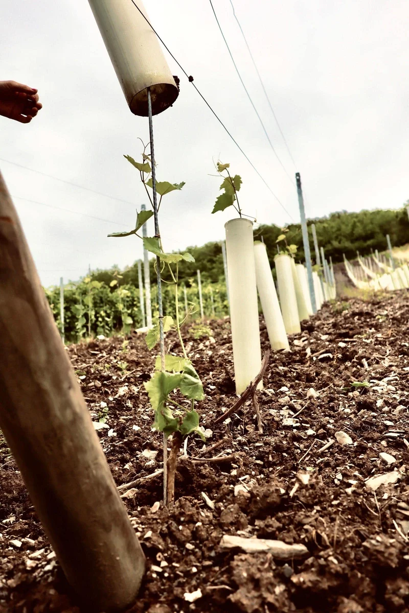Weingut Alten