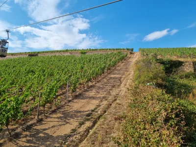 Das ist die Beschreibung des Bildes für die Location im Rheingau. Wein, Location, Hochzeit. Perfekt