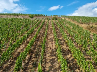 Das ist die Beschreibung des Bildes für die Location im Rheingau. Wein, Location, Hochzeit. Perfekt