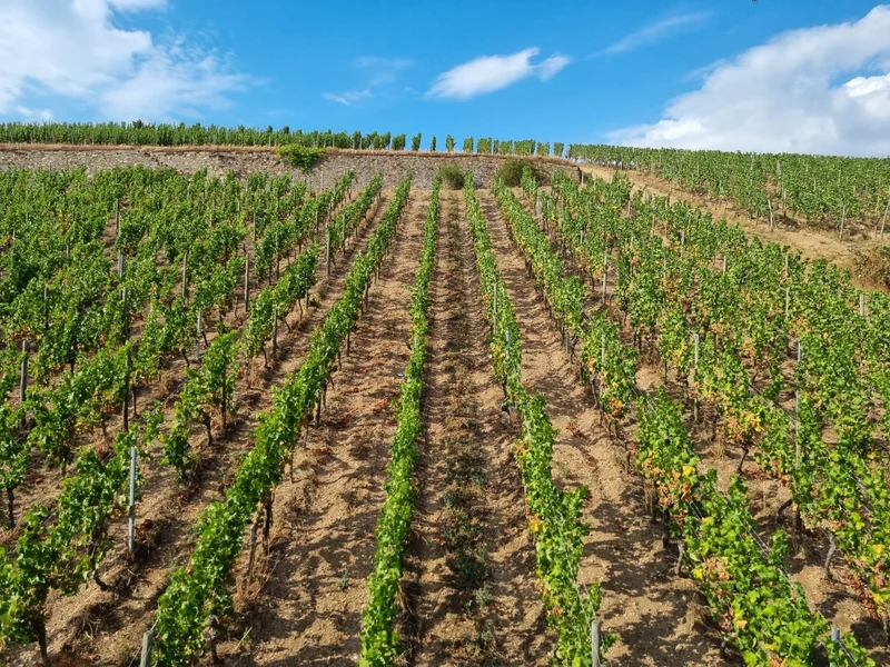 Das ist die Beschreibung des Bildes für die Location im Rheingau. Wein, Location, Hochzeit. Perfekt