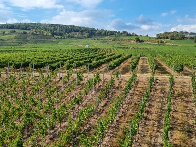 Das ist die Beschreibung des Bildes für die Location im Rheingau. Wein, Location, Hochzeit. Perfekt