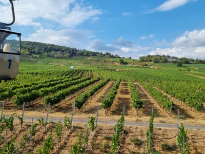 Das ist die Beschreibung des Bildes für die Location im Rheingau. Wein, Location, Hochzeit. Perfekt