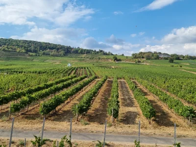 Das ist die Beschreibung des Bildes für die Location im Rheingau. Wein, Location, Hochzeit. Perfekt