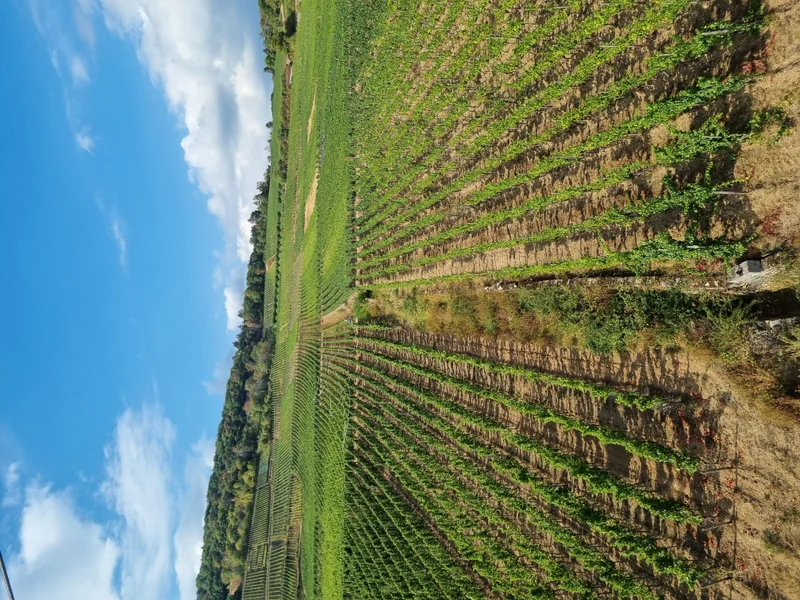 Das ist die Beschreibung des Bildes für die Location im Rheingau. Wein, Location, Hochzeit. Perfekt