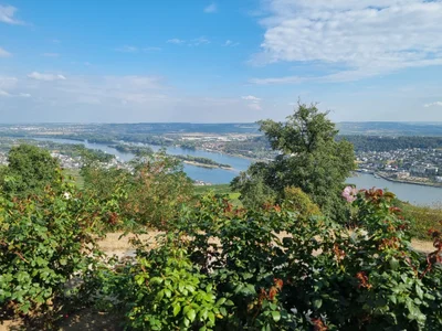 Das ist die Beschreibung des Bildes für die Location im Rheingau. Wein, Location, Hochzeit. Perfekt