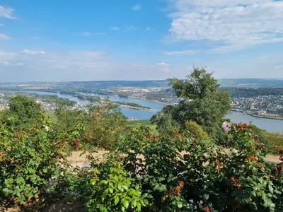 Das ist die Beschreibung des Bildes für die Location im Rheingau. Wein, Location, Hochzeit. Perfekt