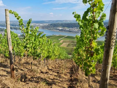 Das ist die Beschreibung des Bildes für die Location im Rheingau. Wein, Location, Hochzeit. Perfekt