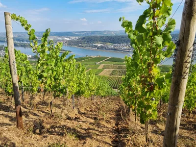 Das ist die Beschreibung des Bildes für die Location im Rheingau. Wein, Location, Hochzeit. Perfekt