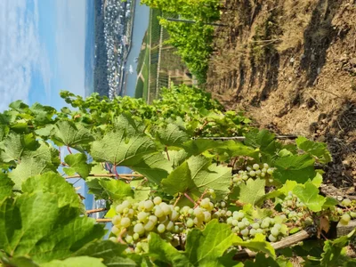 Das ist die Beschreibung des Bildes für die Location im Rheingau. Wein, Location, Hochzeit. Perfekt