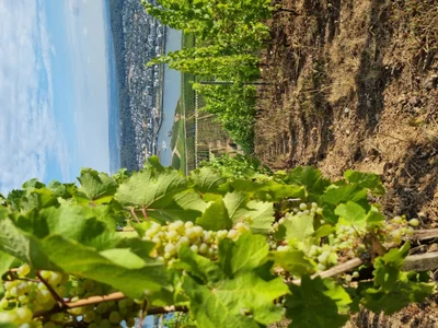 Das ist die Beschreibung des Bildes für die Location im Rheingau. Wein, Location, Hochzeit. Perfekt